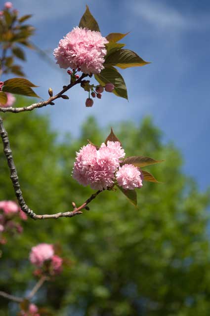 Beside Lake Merritt this morning in Oakland.