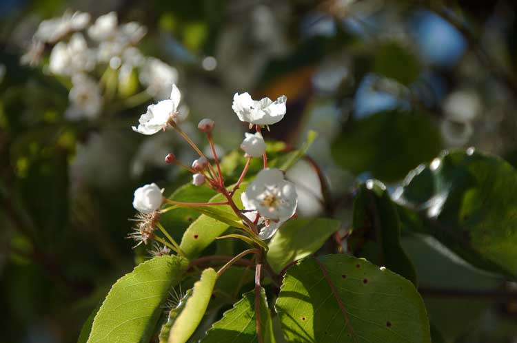 Cherry blossoms in bloom in Oakland.