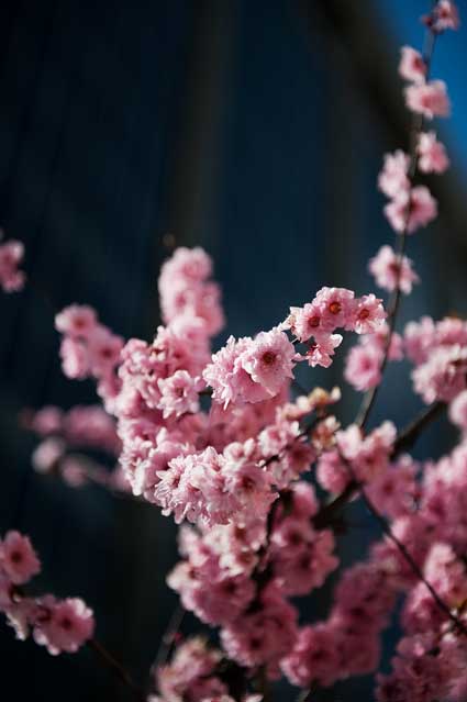 Pink Cherry blossoms in February?