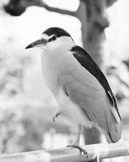 Lake Merritt area, Oakland