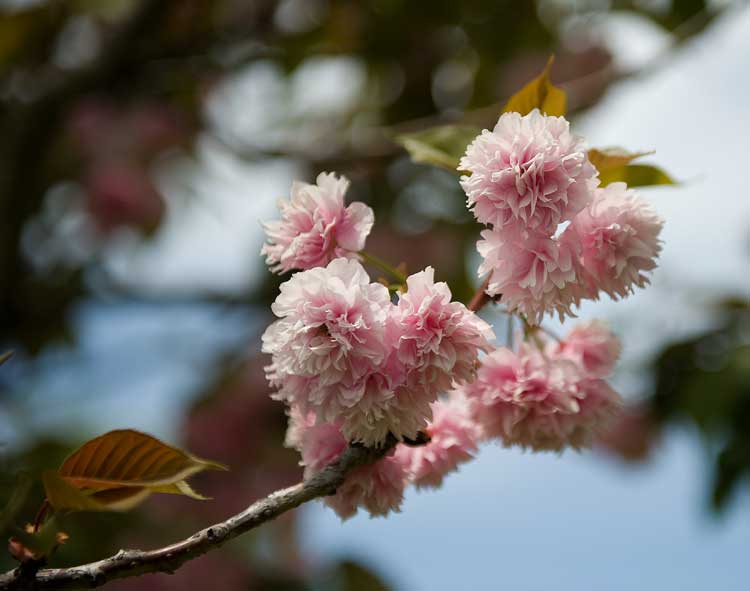 Another out of focus not quite exposed correctly cherry blossom sprig near Lake Merritt, but I'm working on it.